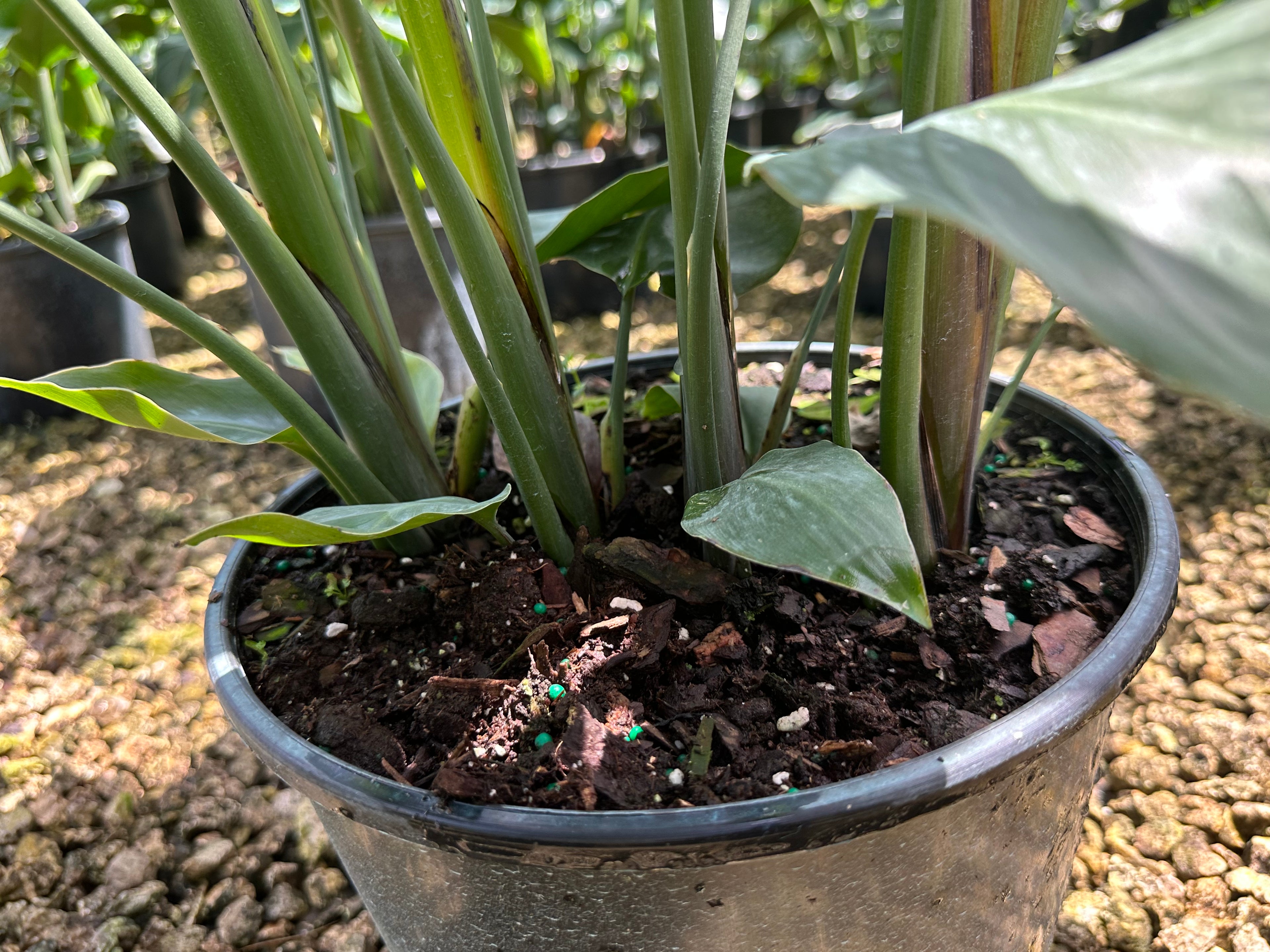 Bird of Paradise, 10” pot 4 plants per pot