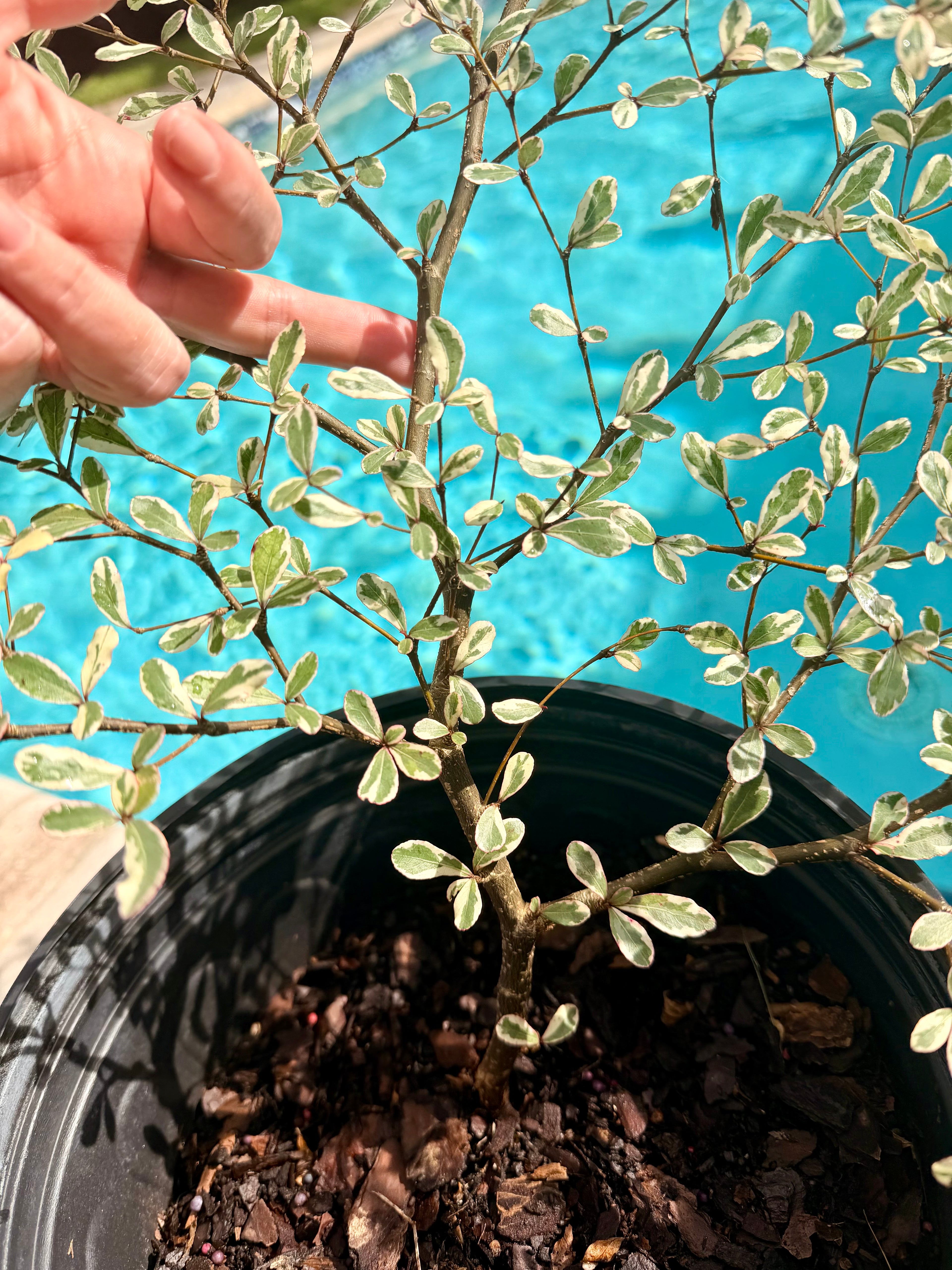 Variegated Terminalia Ivorensis, 10” pot/3G