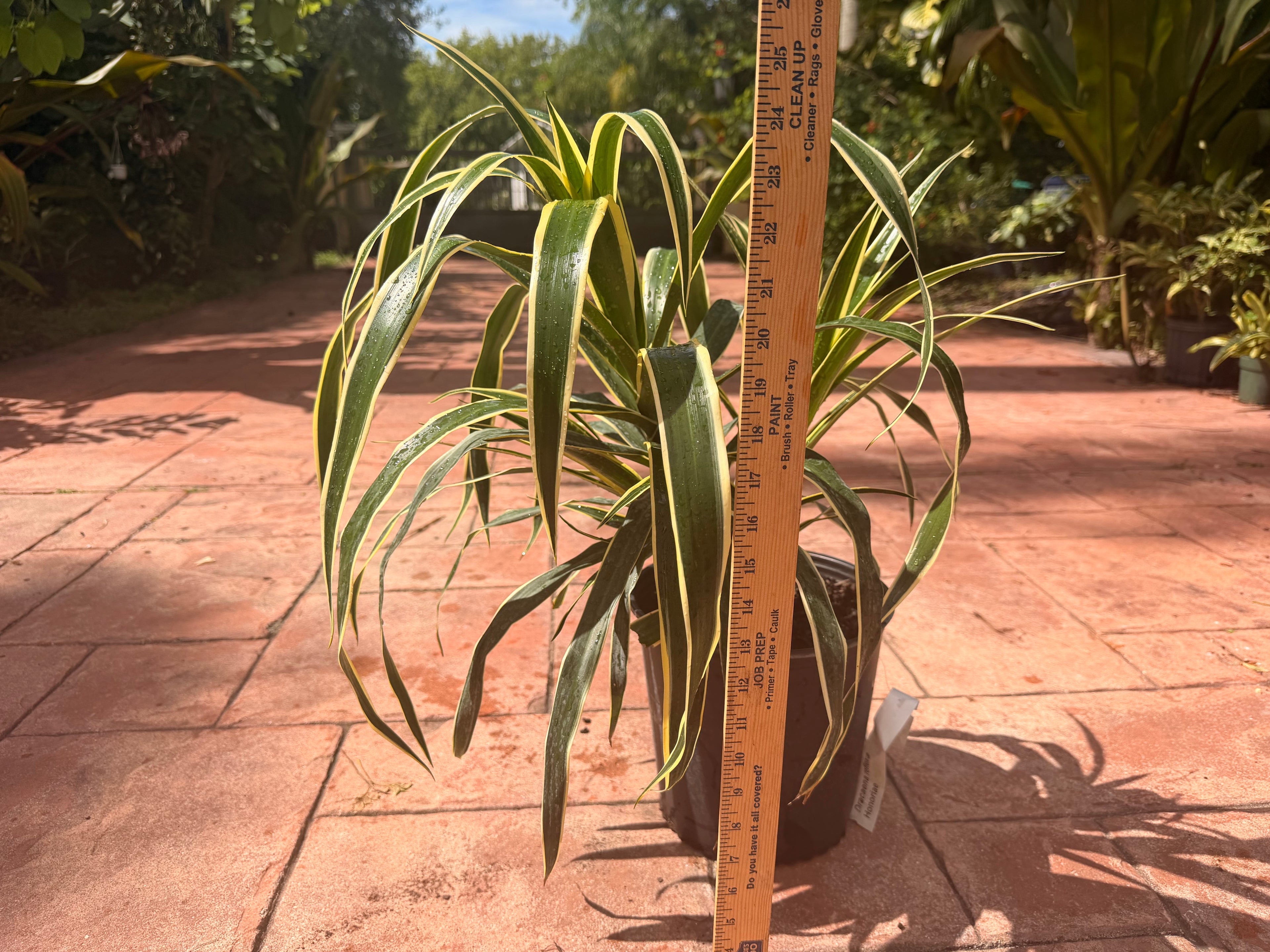 Dracaena Reflexa Honoriae, 10” pot