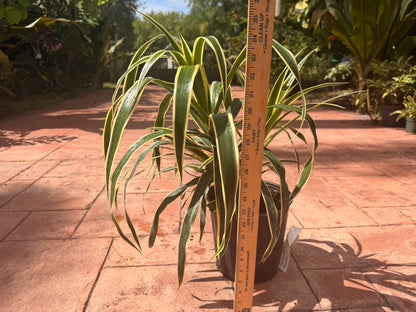 Dracaena Reflexa Honoriae, 10” pot