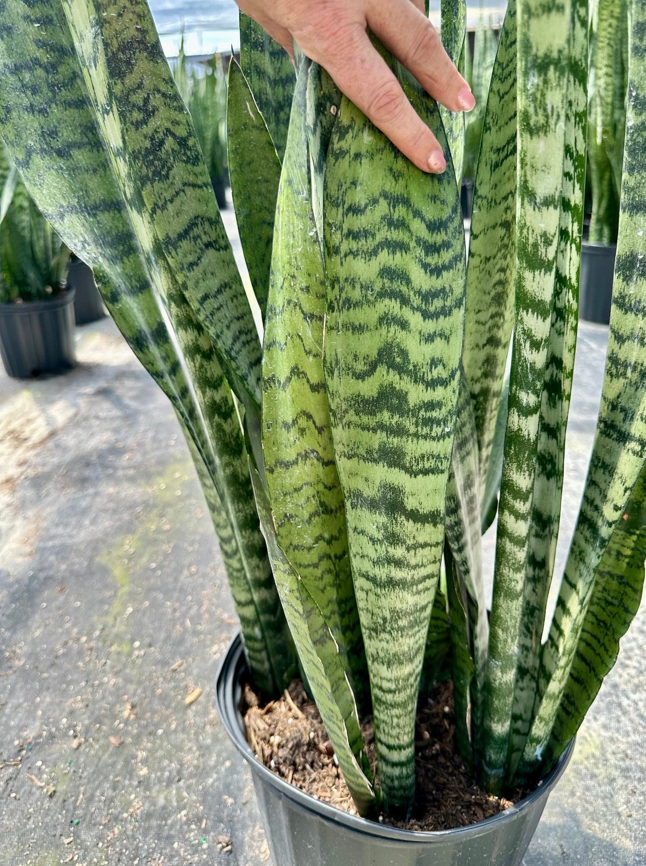Sansevieria Zeylanica, 10” pot