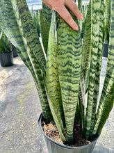 Load image into Gallery viewer, Sansevieria Zeylanica, 10” pot