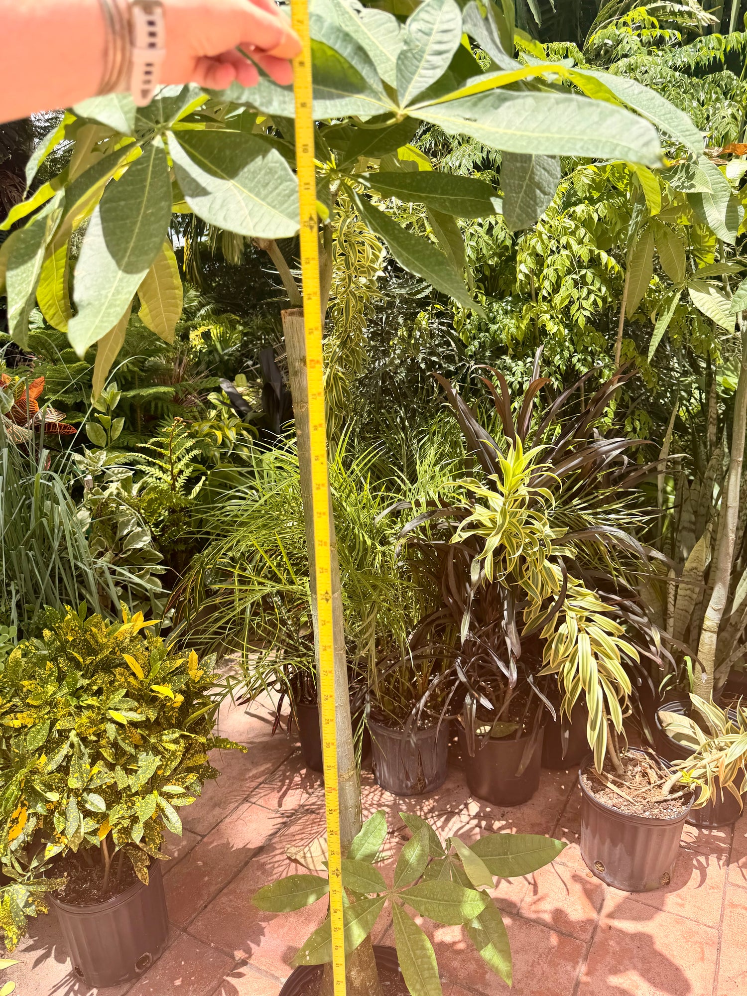 Money tree, thick stem, 10” pot