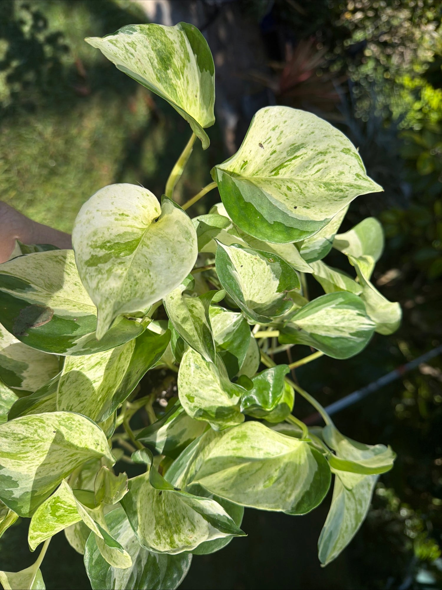 Manjula Pothos, 4” pot - trailing