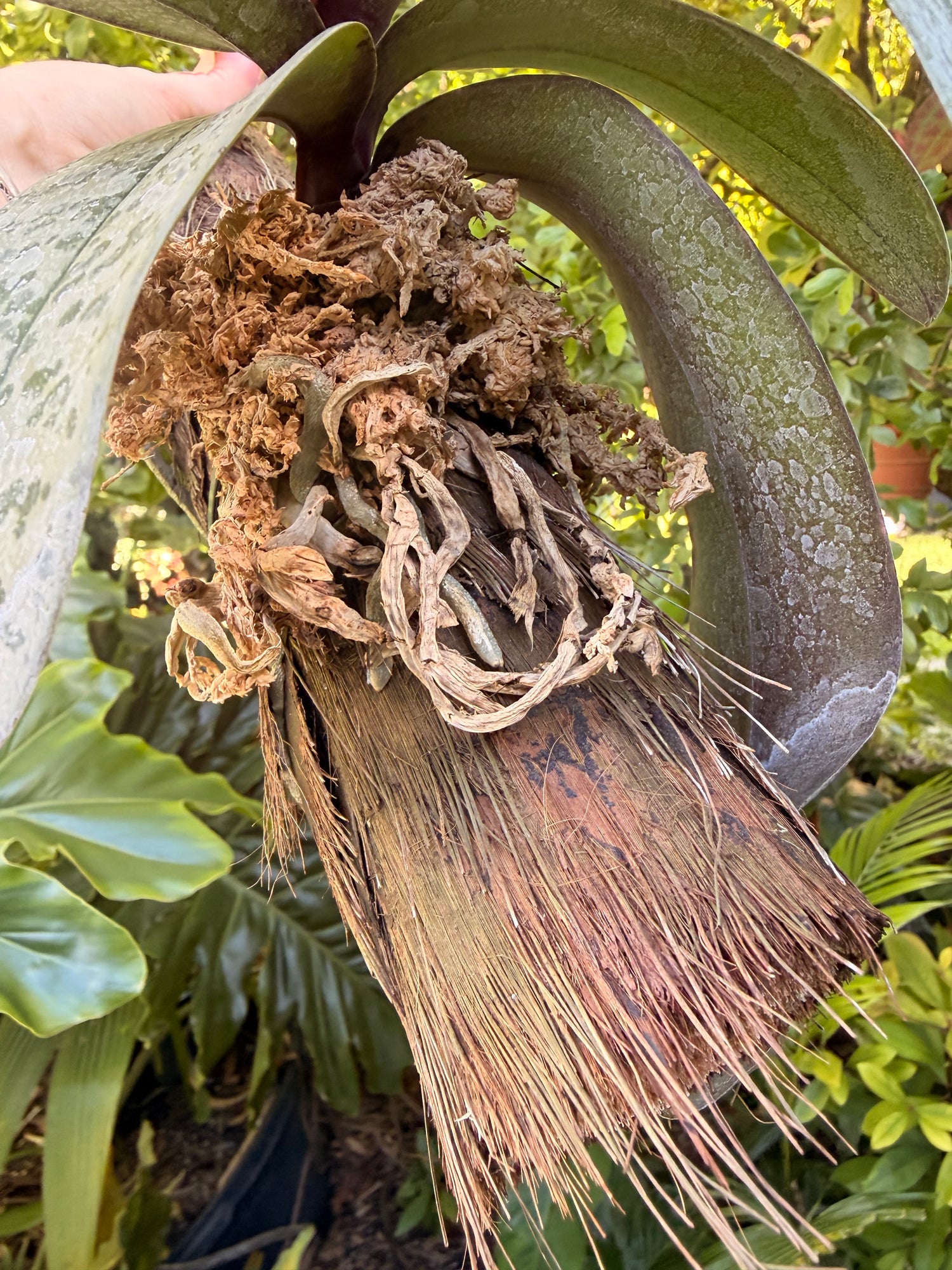 Mounted Phalaenopsis schilleriana