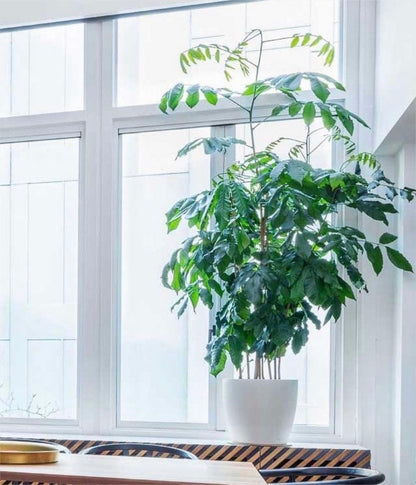 Natal Mahogany, 10” pot Tall