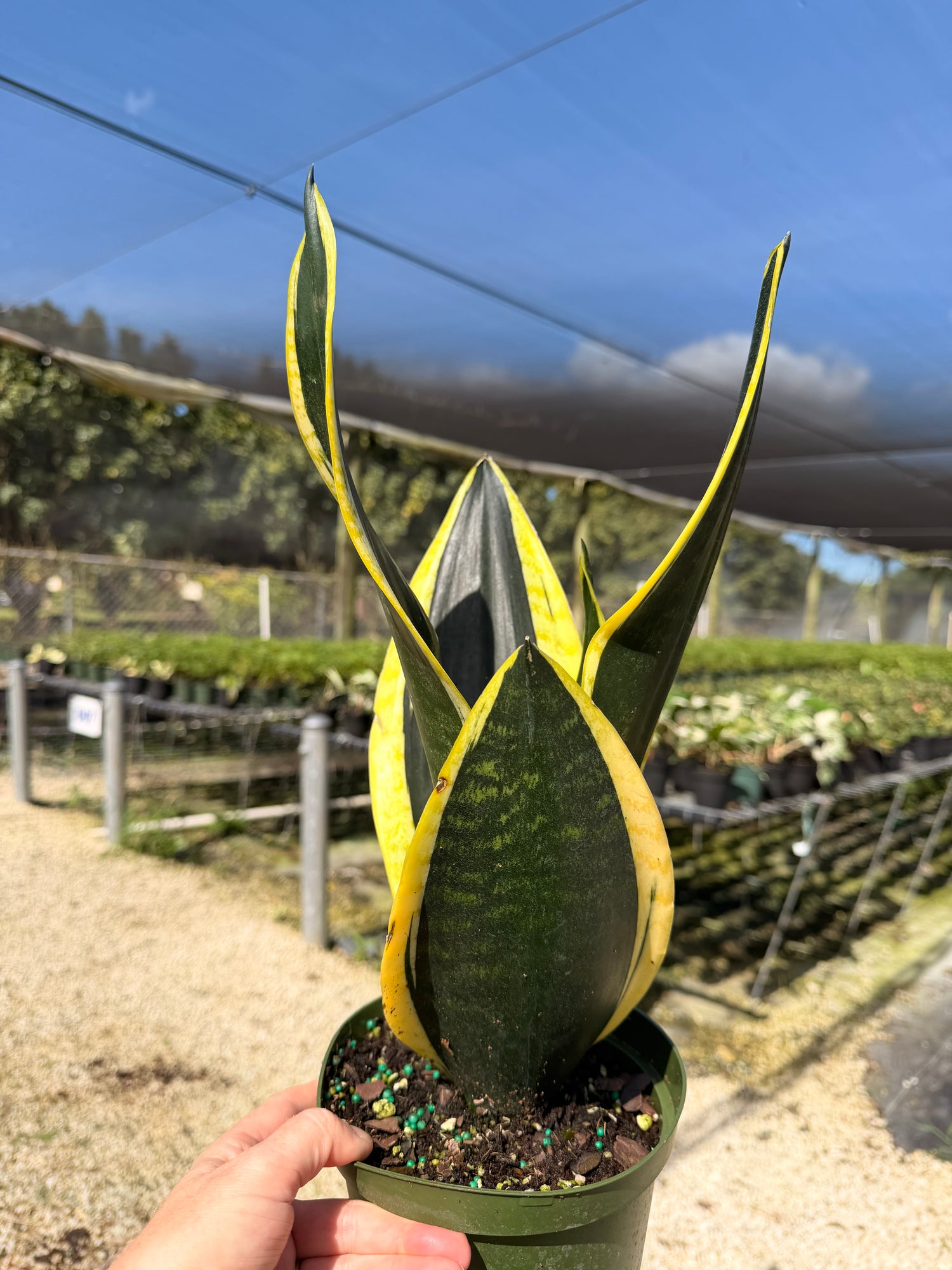 Sansevieria Starter pack A