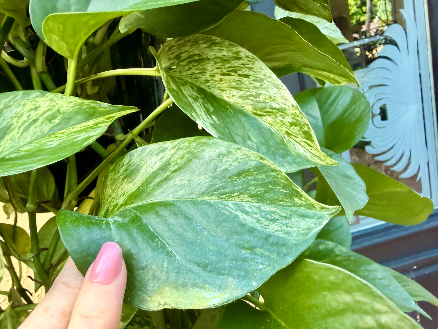 Marble Queen photos, 8” pot XL