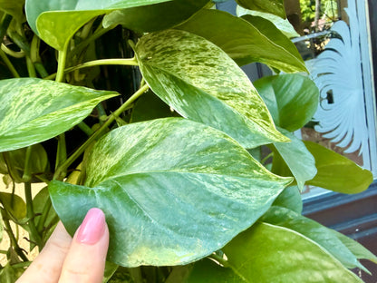 Marble Queen photos, 8” pot XL