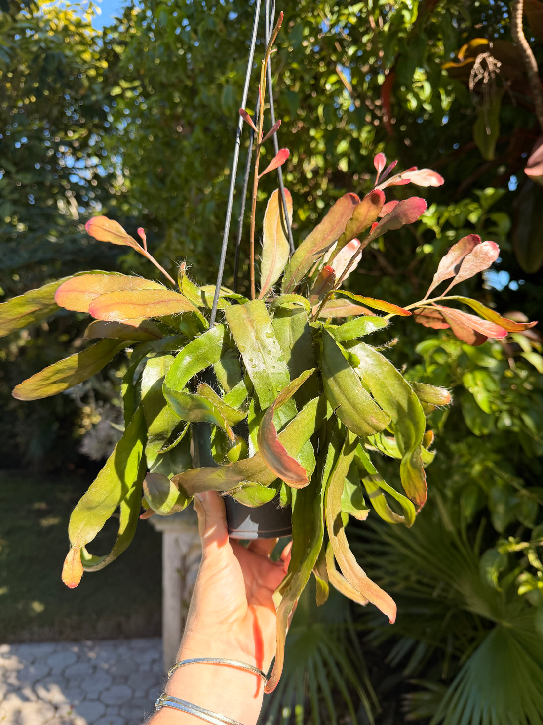 Rhipsalis Ramulosa, 5” pot