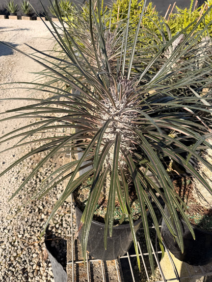 Madagascar palm, 10” pot - Pachypodium geayi