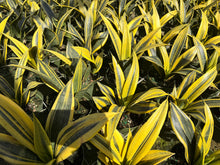 Load image into Gallery viewer, Sansevieria Golden Flame, 6” pot