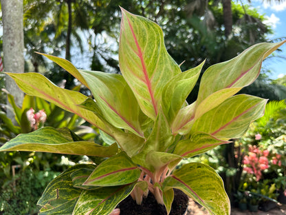 Aglaonema Golden Flourite, 6” pot