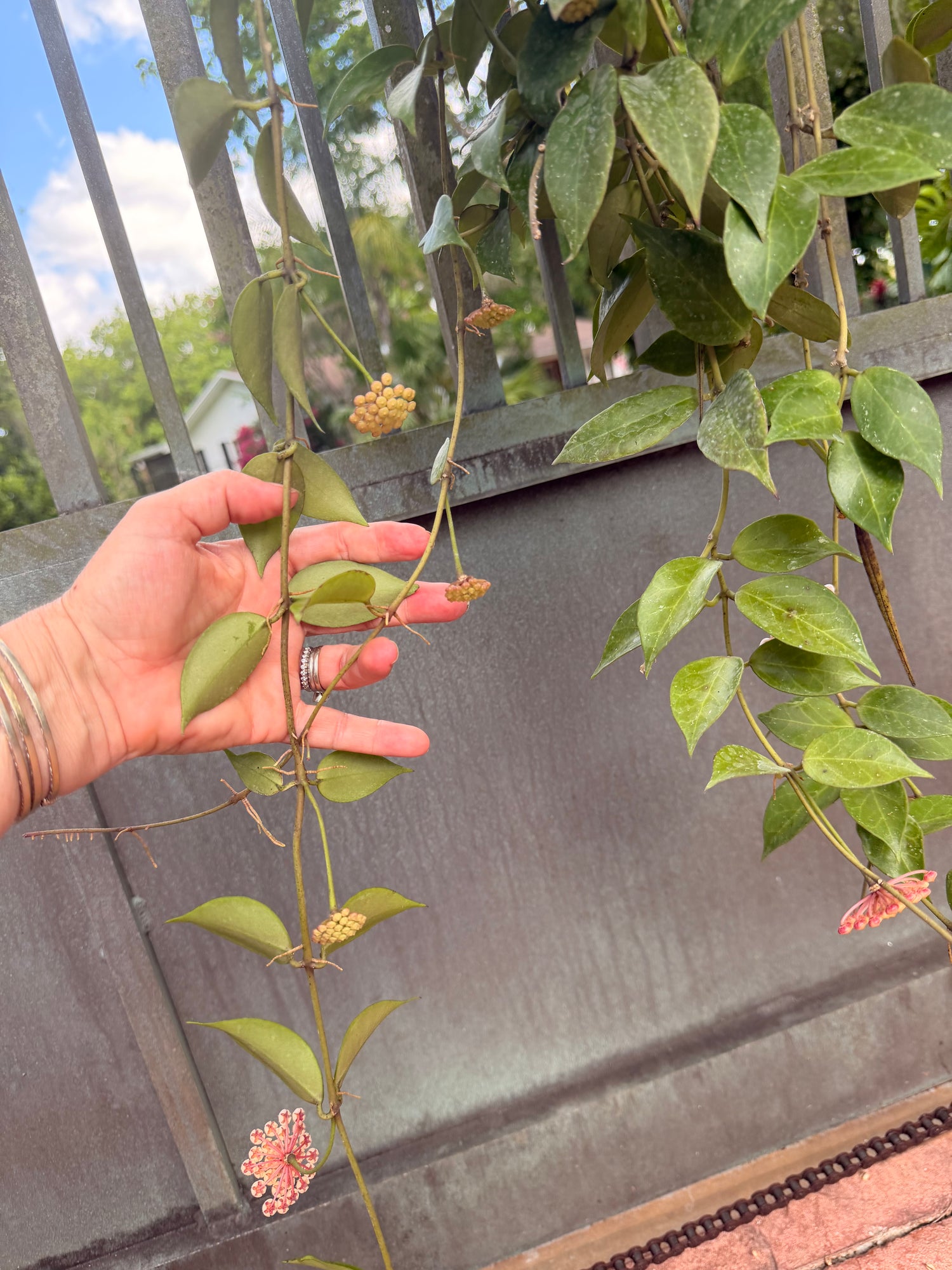 Hoya Sunrise, 5” pot