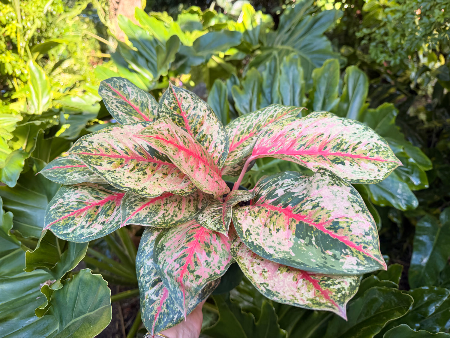 Aglaonema Crosbys Christmas, 6” pot