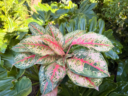 Aglaonema Crosbys Christmas, 6” pot