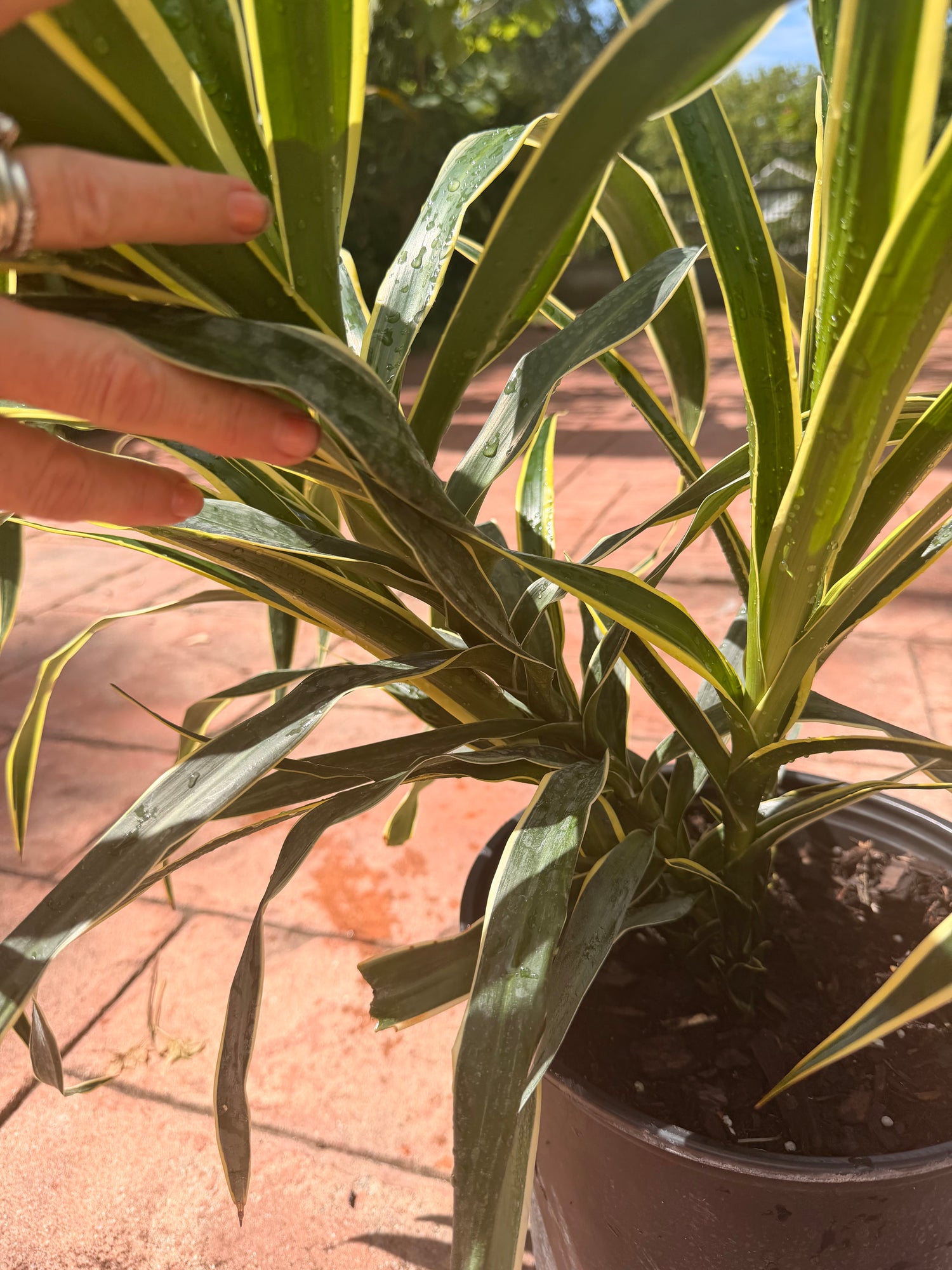 Dracaena Reflexa Honoriae, 10” pot