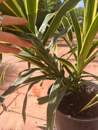 Dracaena Reflexa Honoriae, 10” pot