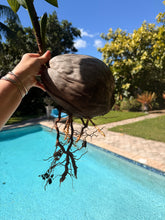 Load image into Gallery viewer, Sprouted Coconut. Large nut. Ready to plant or grow in water.