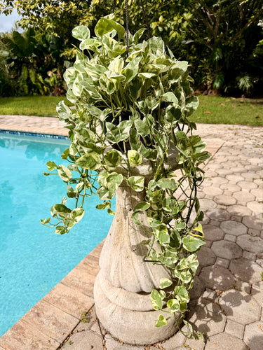 Pearl and Jade photos, 8” pot