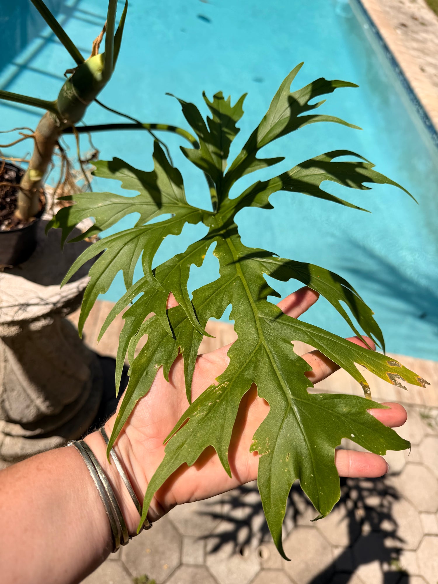 Philodendron Warscewiczii, Snowflake, 6” pot. Ready for 8” pot. Actual plant