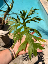 Load image into Gallery viewer, Philodendron Warscewiczii, Snowflake, 6” pot. Ready for 8” pot. Actual plant