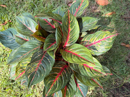 Aglaonema Rubi, 10&quot; pot