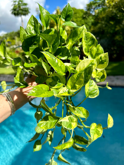 Lemon meringue photos, 4” pot