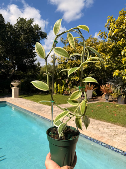 Albo-Variegated Vanilla, 4” pot Clear hoop