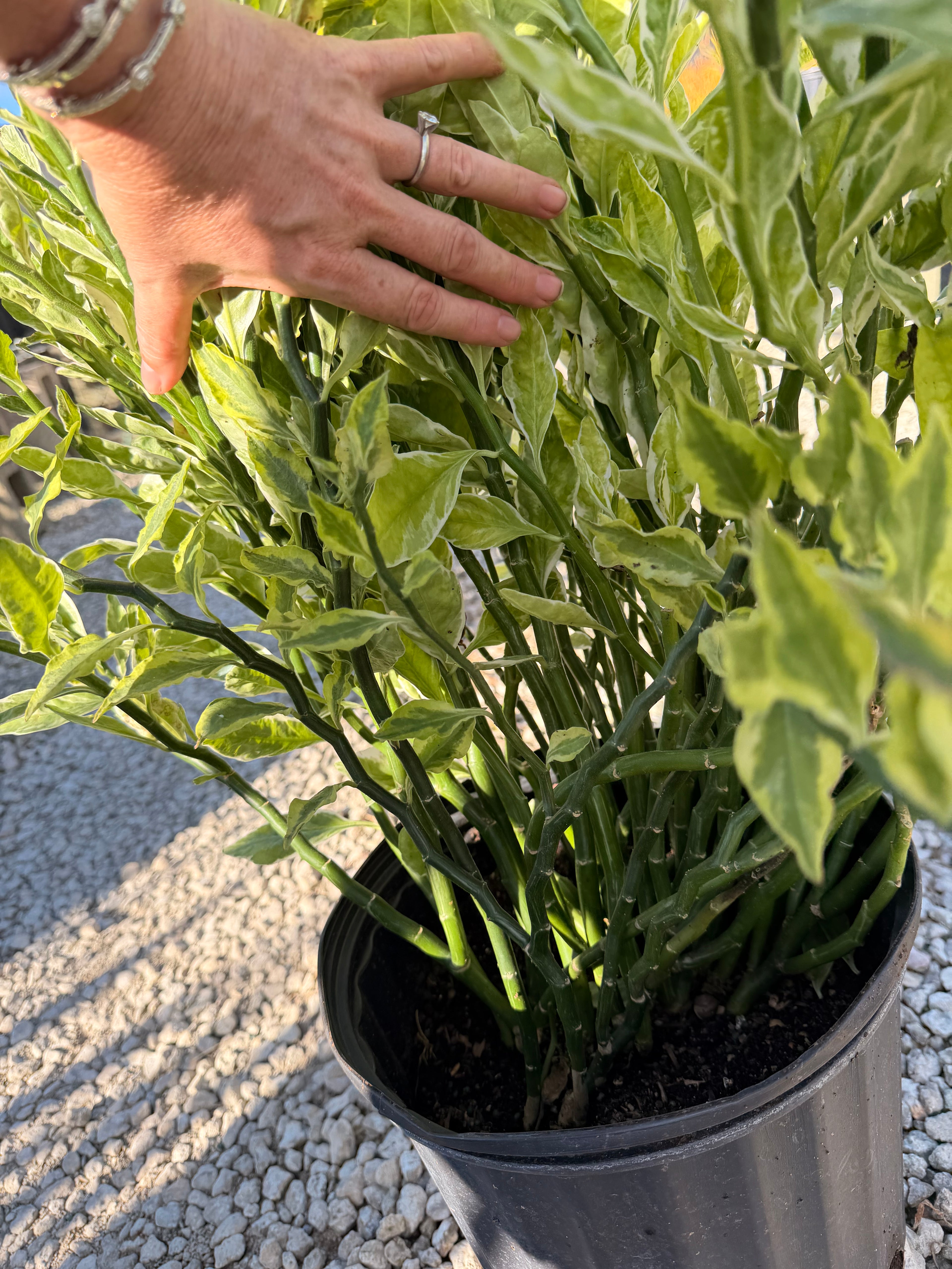 Devils Backbone plant, Zig Zag plant, 10” pot