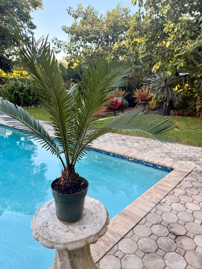 Sago Palm, 6” pot - Large