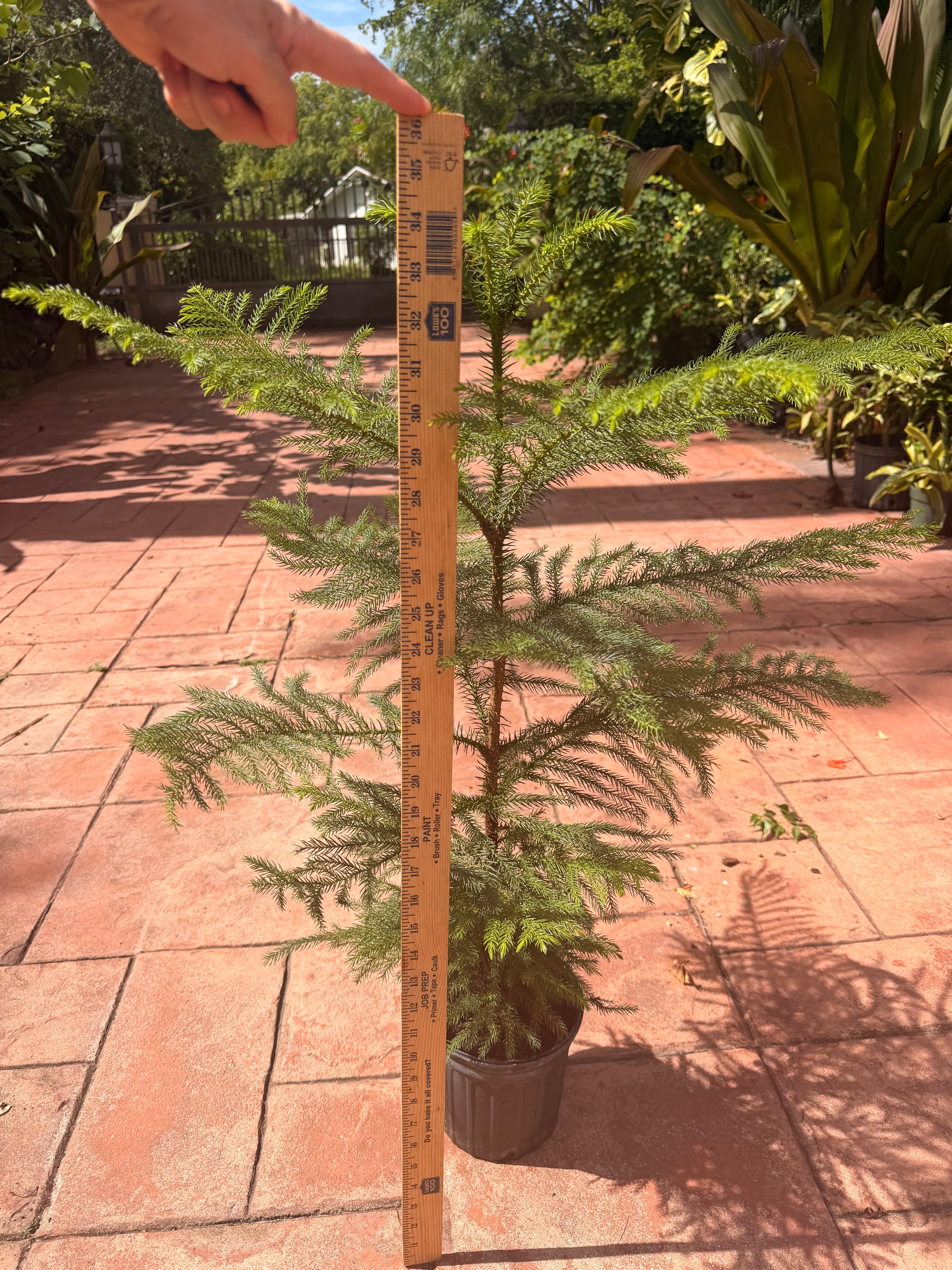 Norfolk Island Pine, 1 g pot
