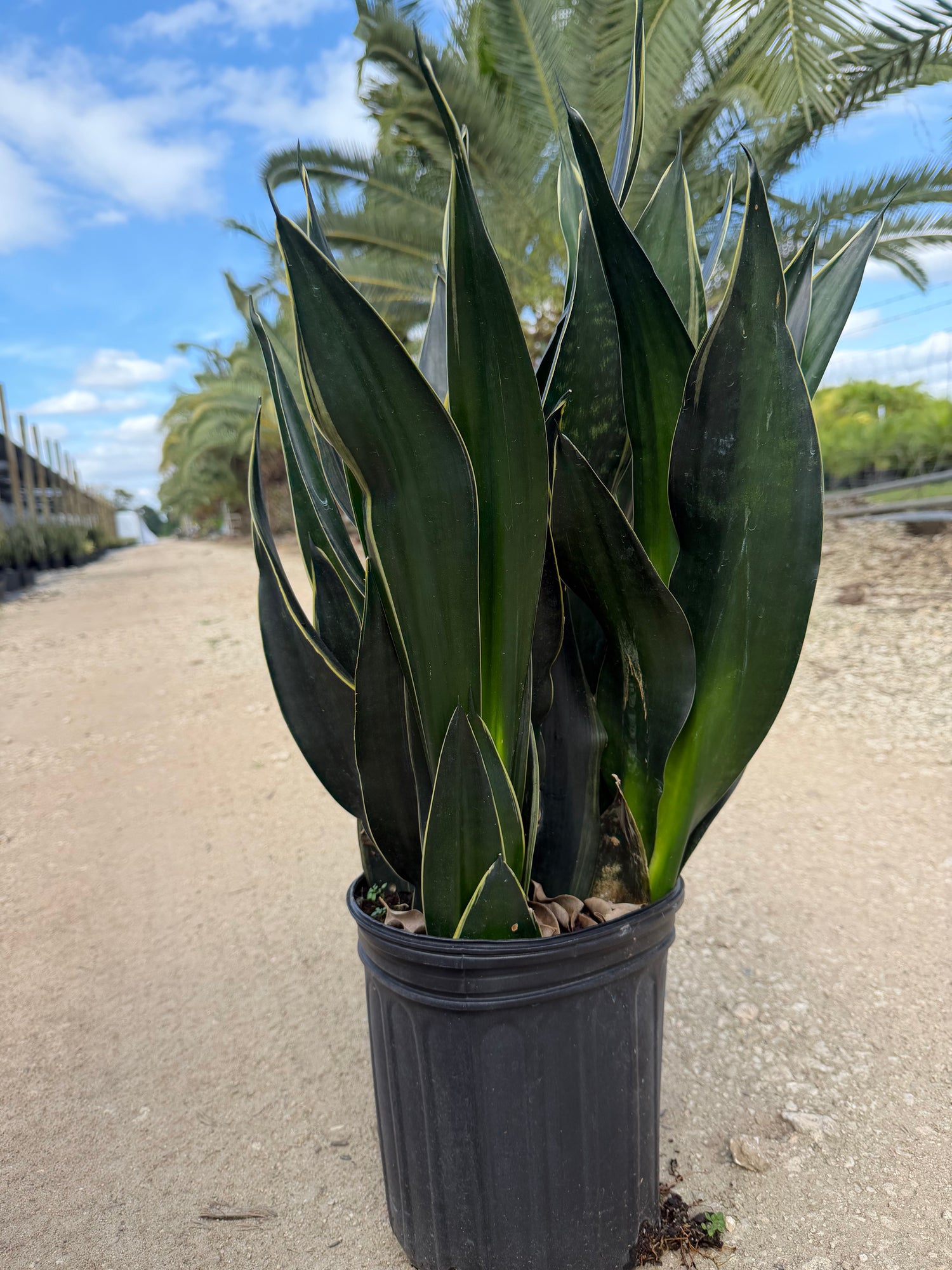 Sansevieria Fabi, 10” pot - Ships GROUND