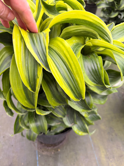 Dracaena Tornado, 10” pot