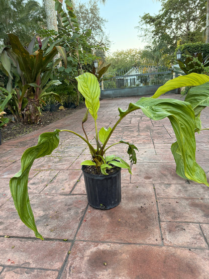 White Tacca Bat plant, 10” pot. Tacca chantieri - Will ship with a bud.