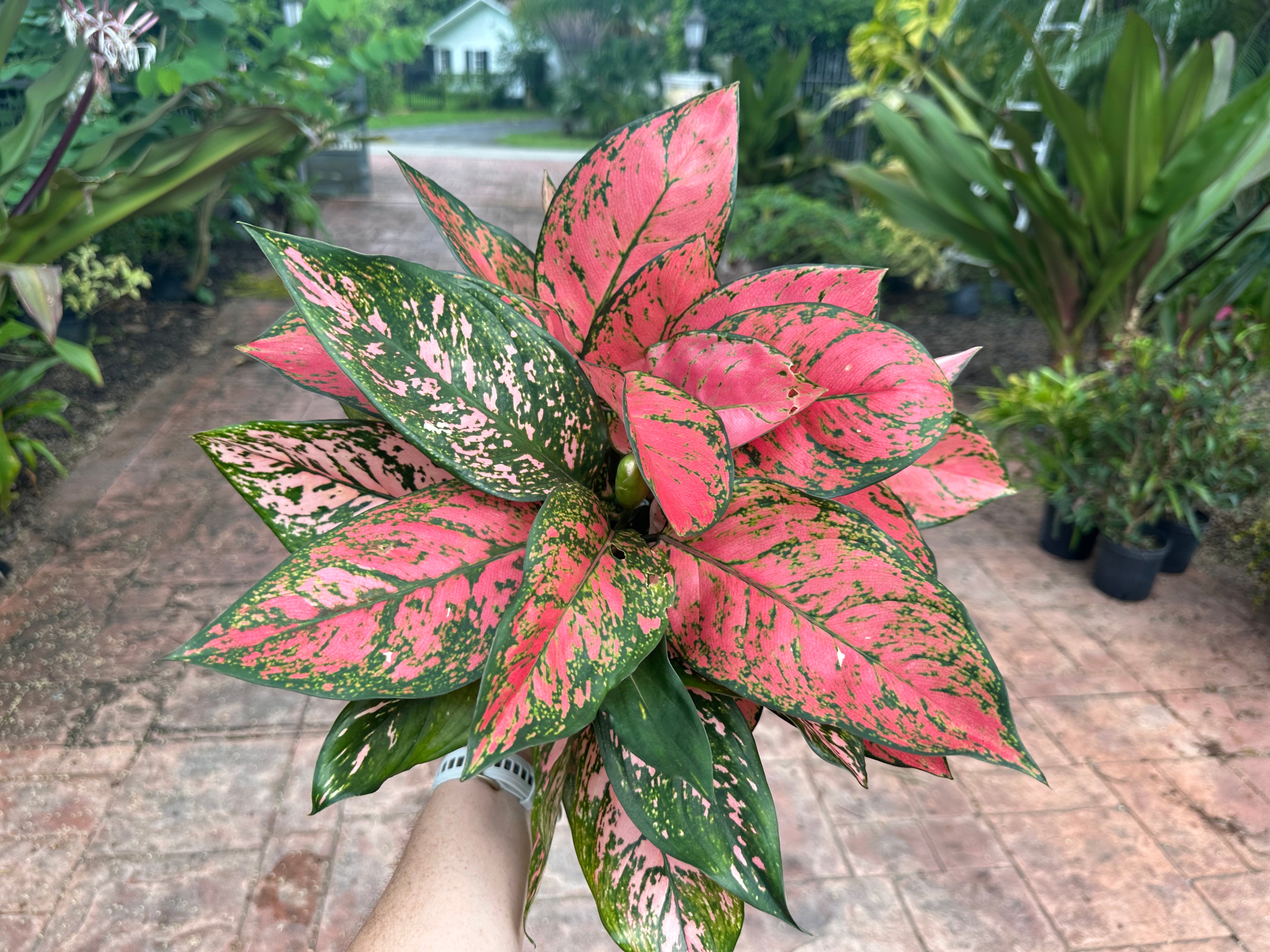 Aglaonema Anayamanee, 6” pot