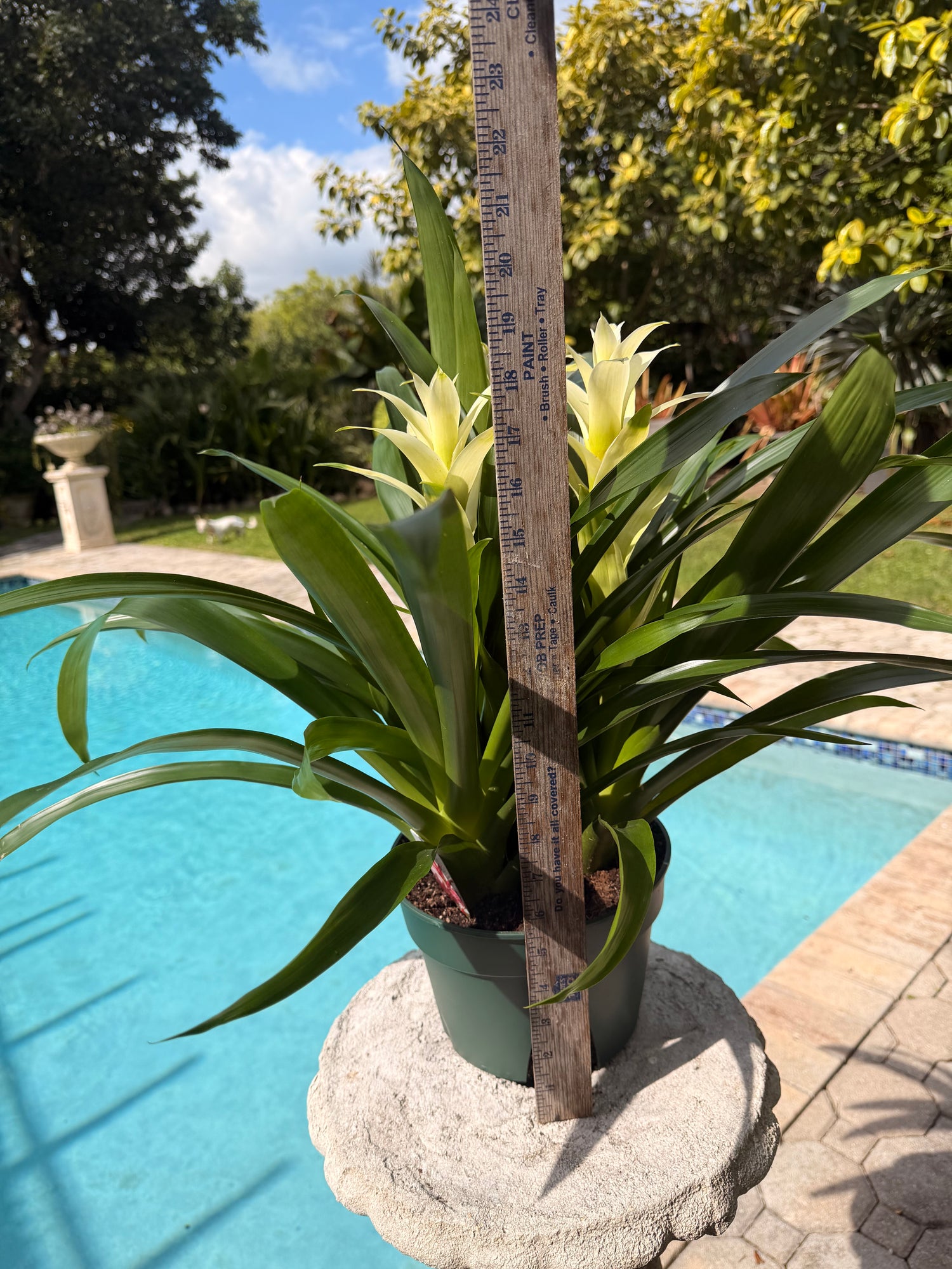 Guzmania planting, 8” pot. 3 white plants per pot