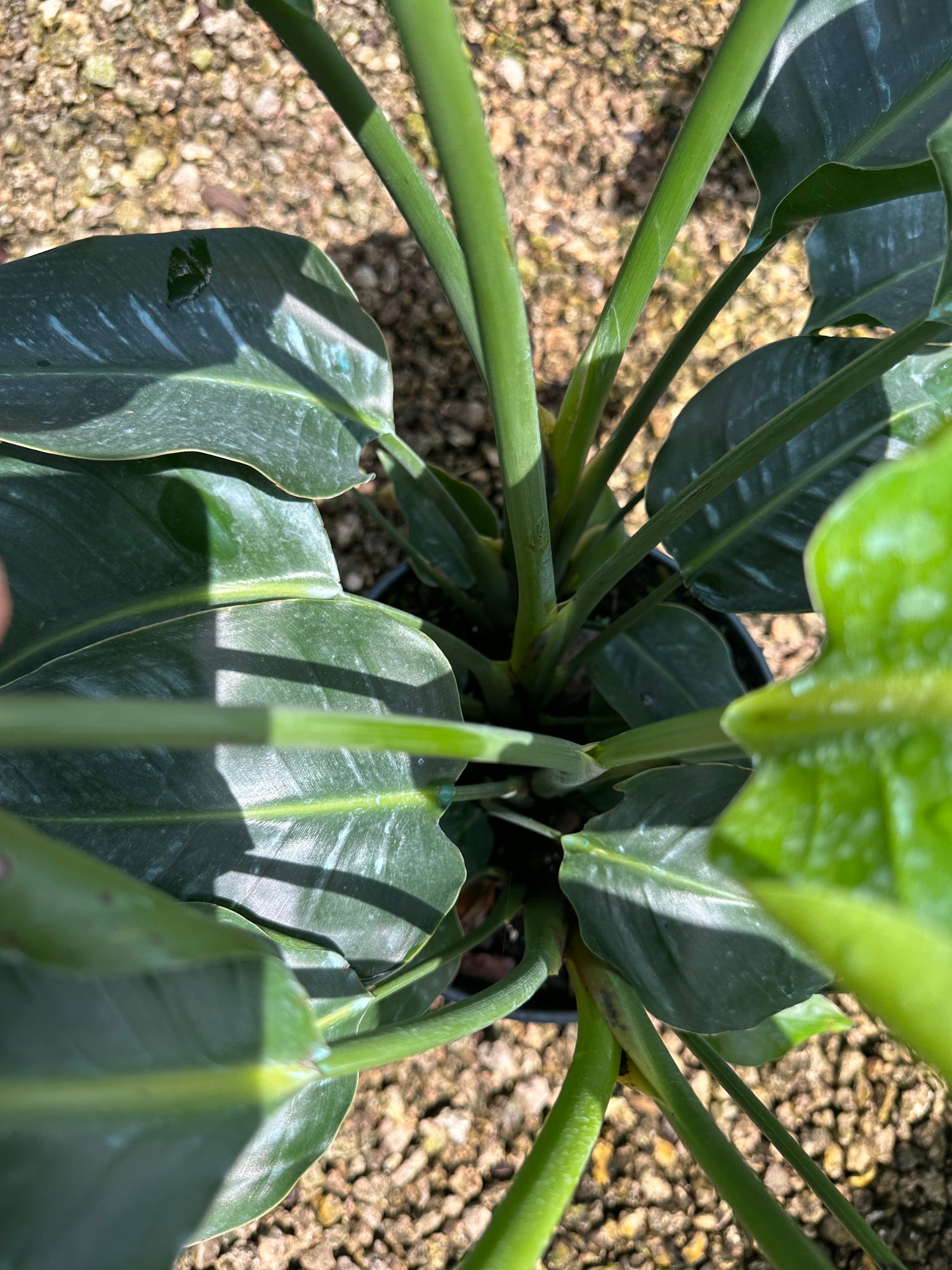 Bird of Paradise, 10” pot 4 plants per pot