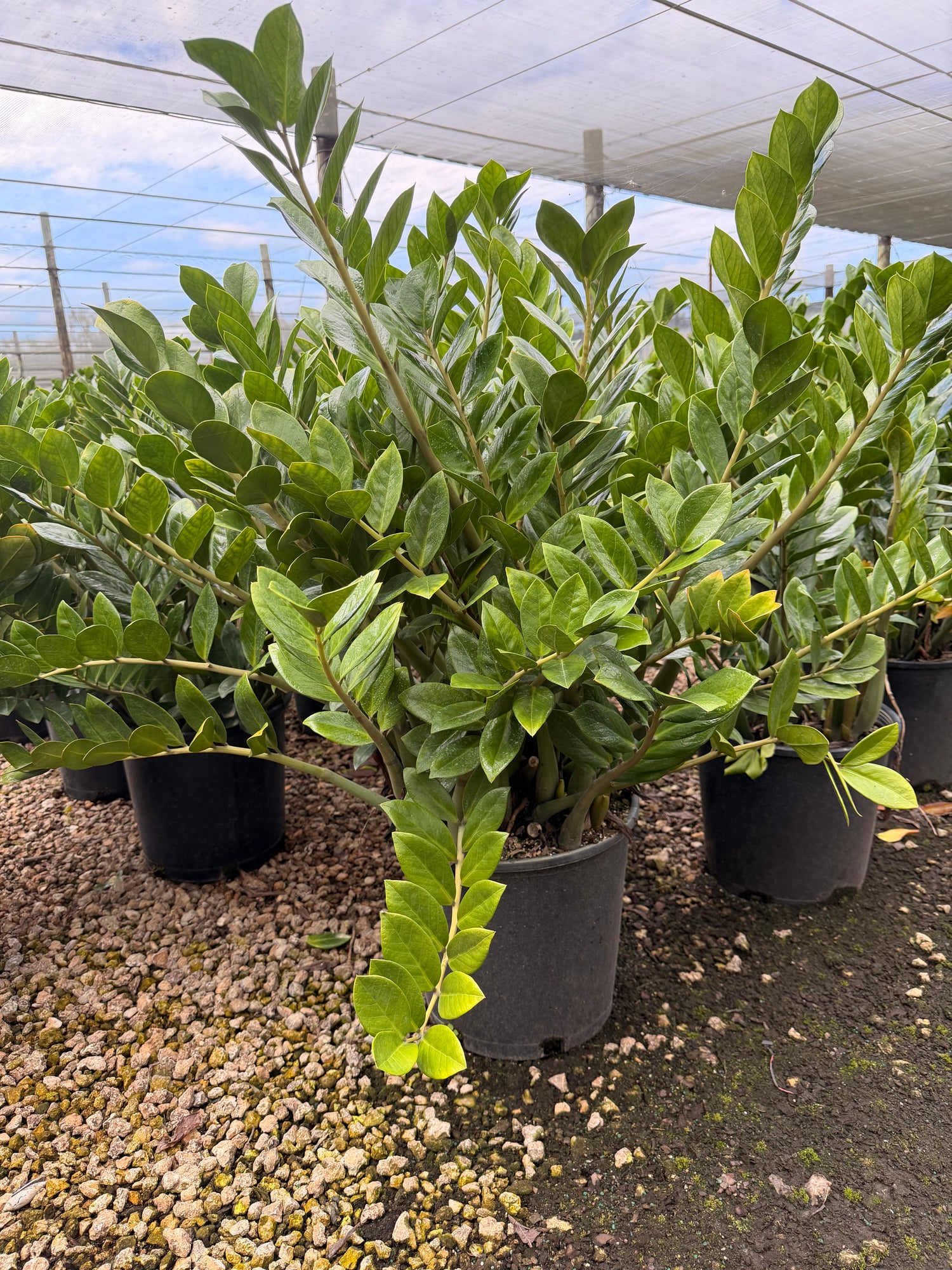 ZZ plant, Zamioculcas Zamiifolia, 14” pot
