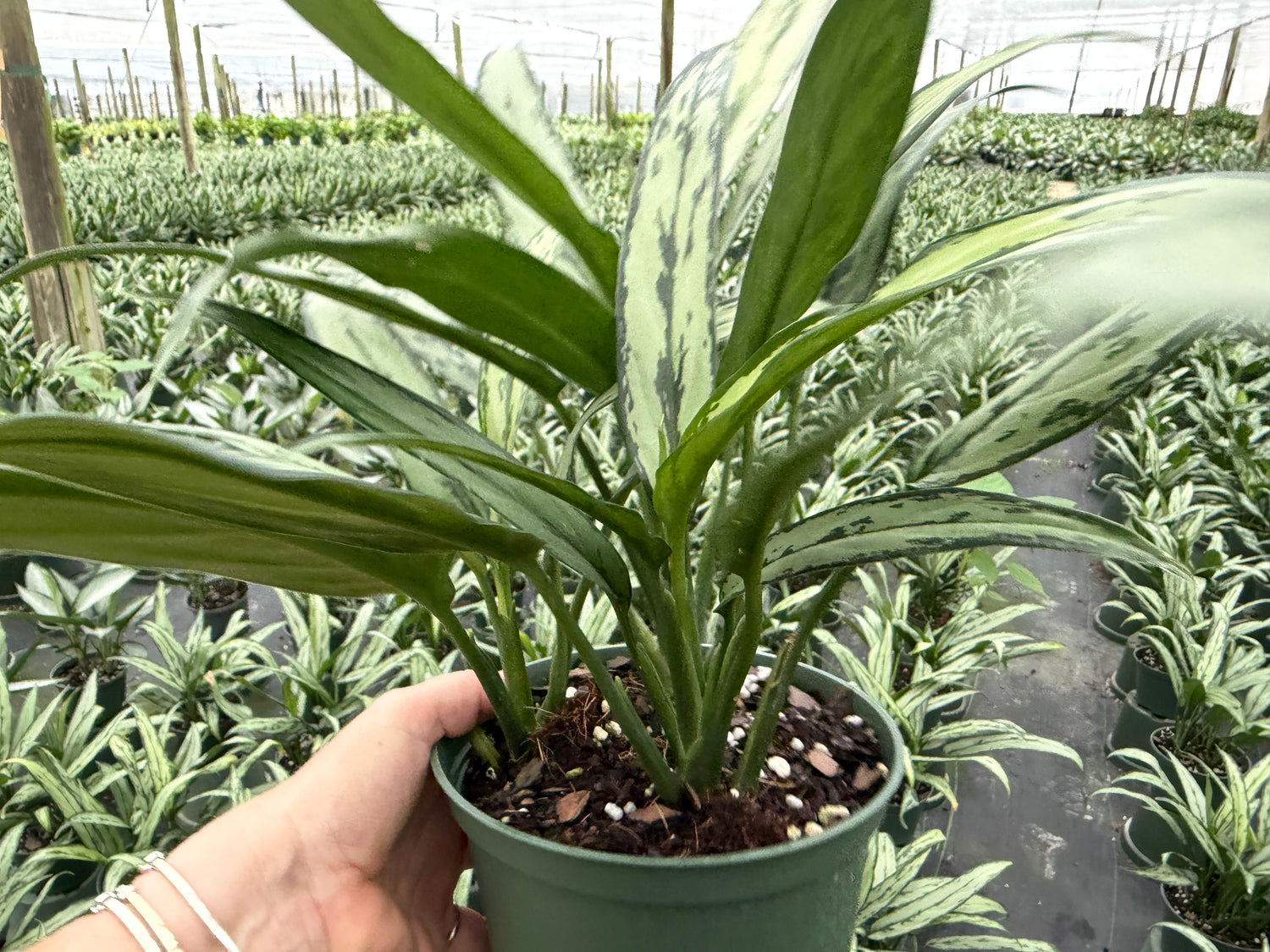 Aglaonema Cutlass, 6”pot