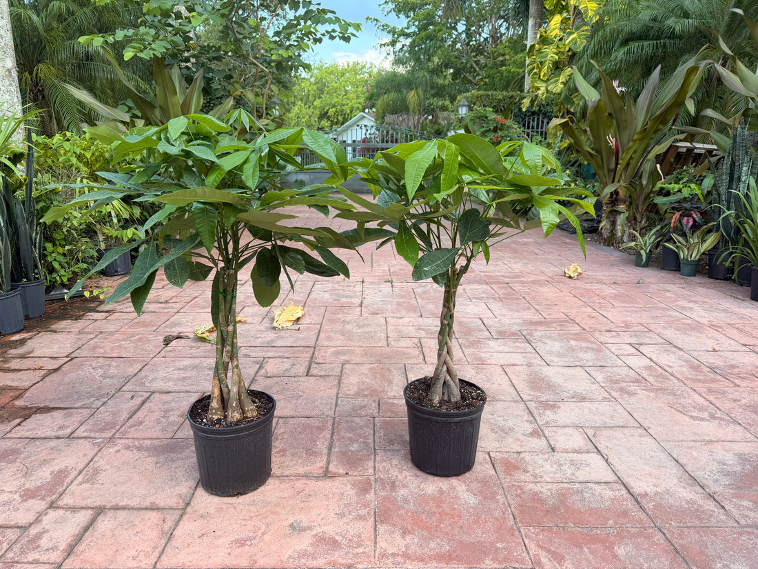 Money tree, 10” pot