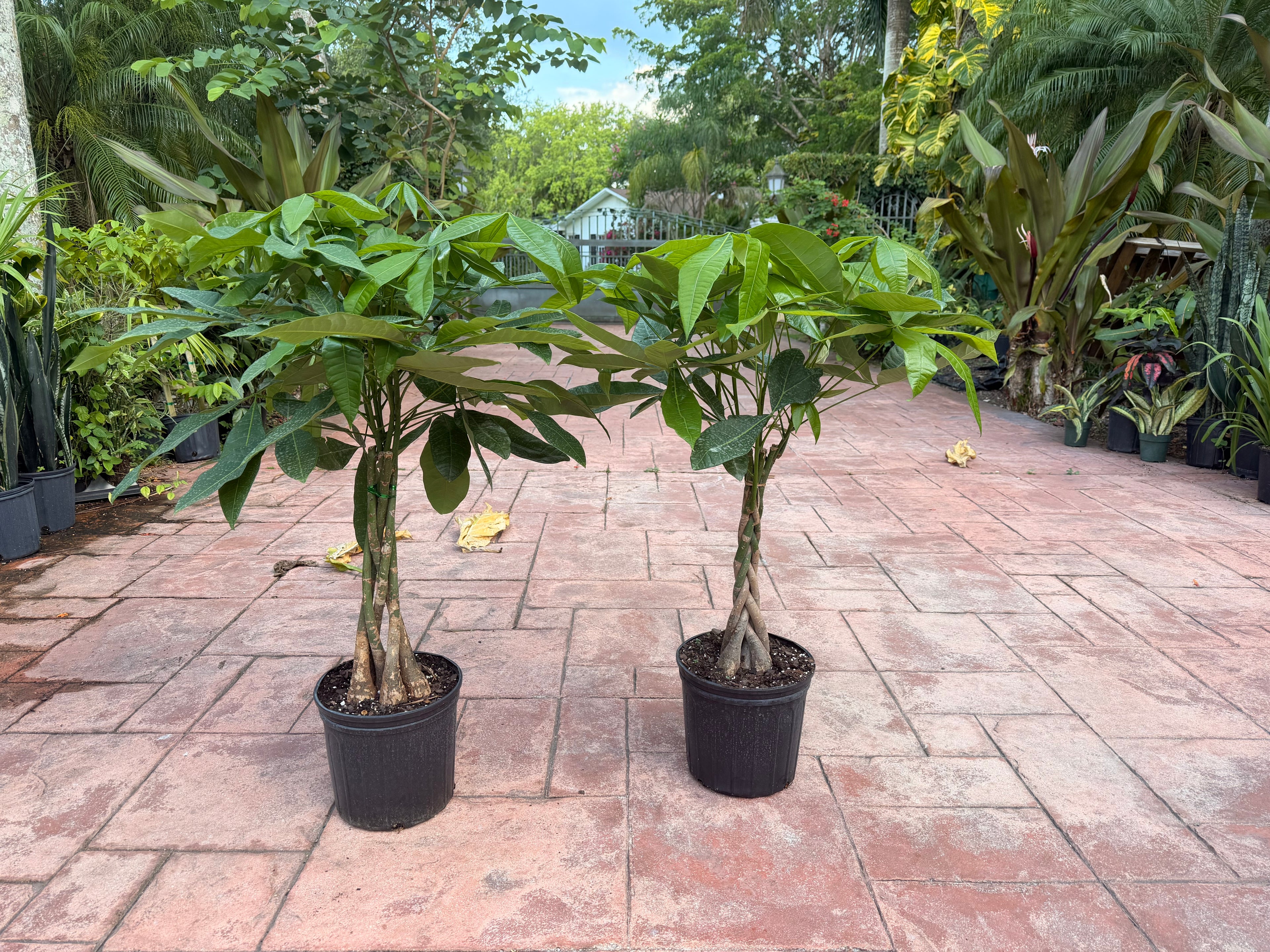Money tree, 10” pot