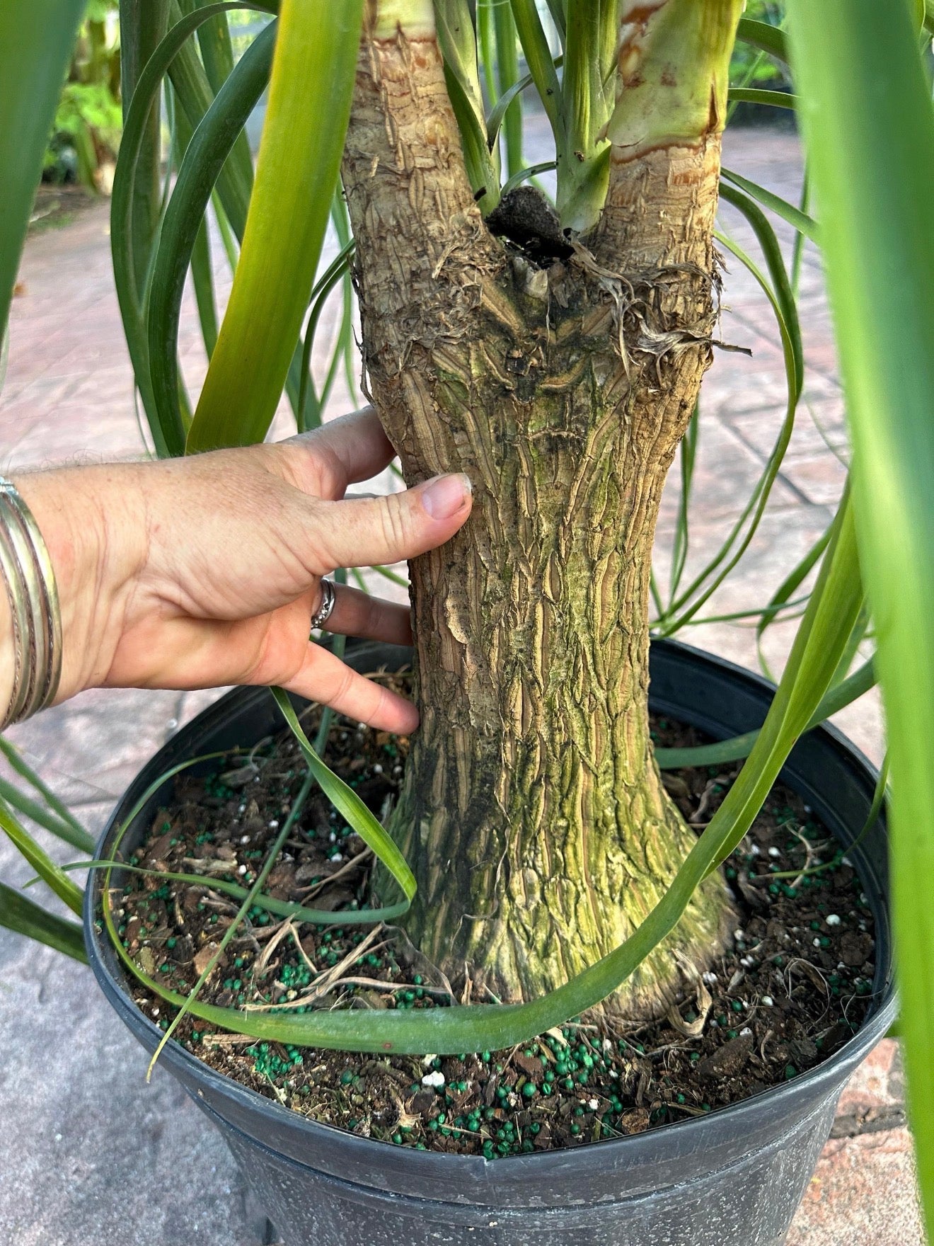 Ponytail palm, 12” pot