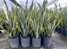 Load image into Gallery viewer, Sansevieria Laurentii, 10” pot