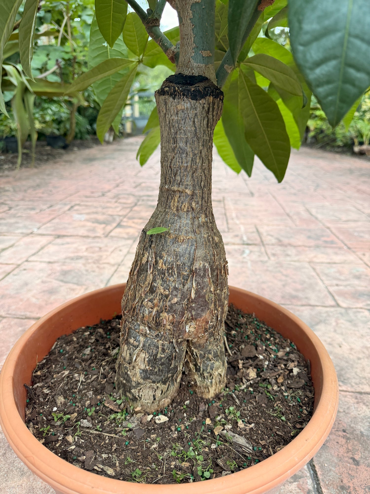Money tree, thick short trunk, 14” pot