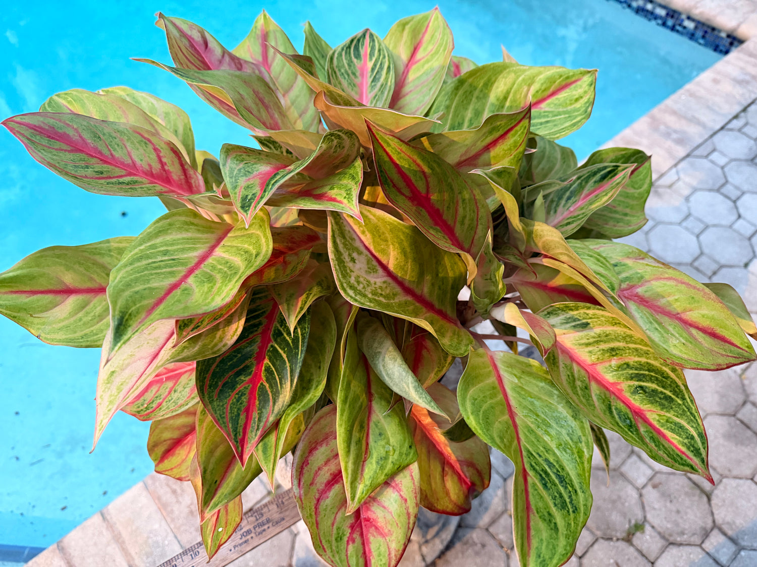 Aglaonema Golden Flourite, 8” pot