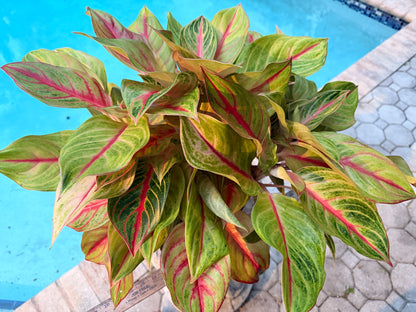 Aglaonema Golden Flourite, 8” pot