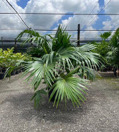 Chinese Fan Palm, 10” pot Livistonia chinensis