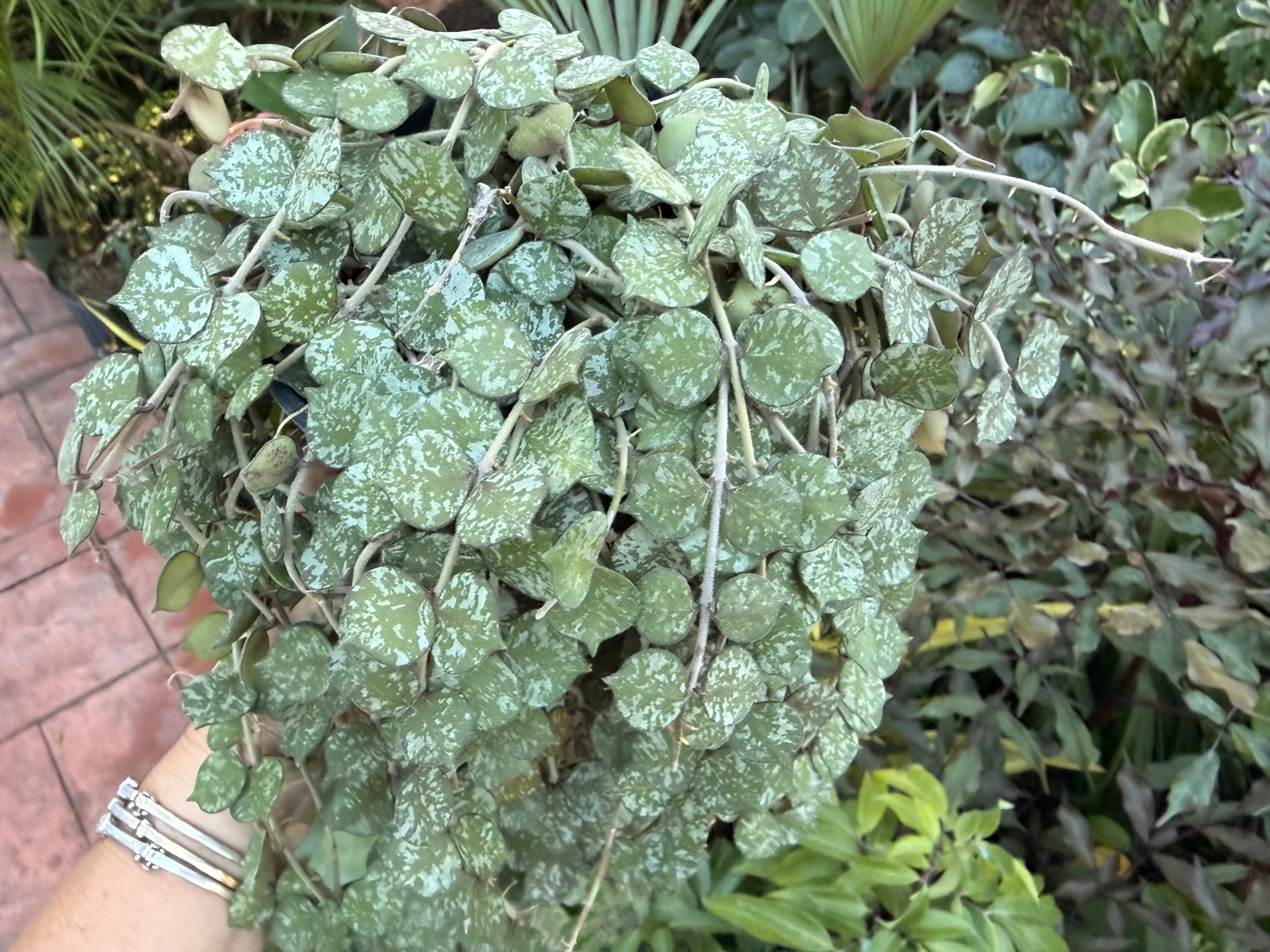 Hoya Curtisii, 5” pot