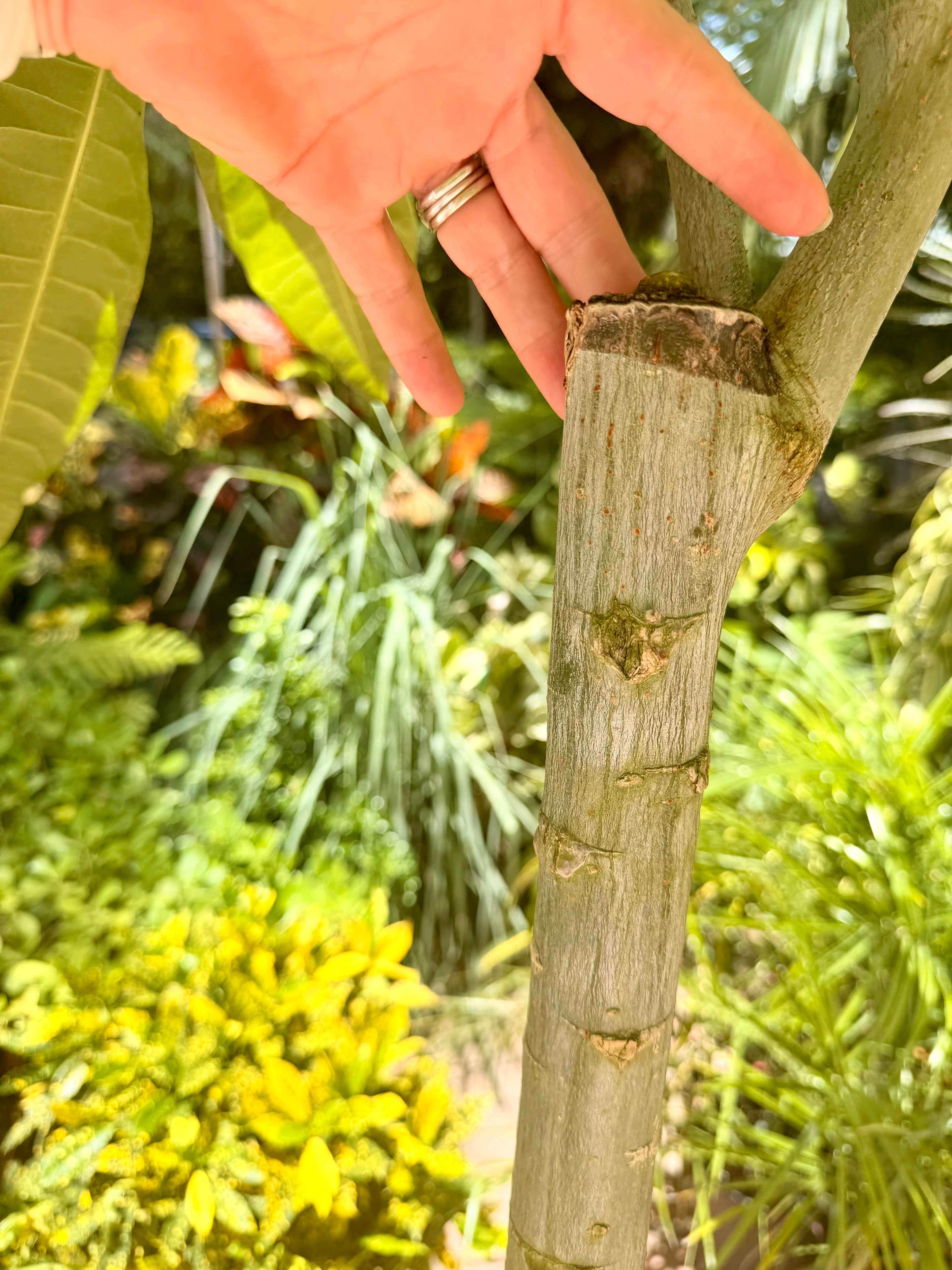 Money tree, thick stem, 10” pot